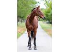 Adopt Murphy's Covert a Bay Thoroughbred horse in Nicholasville, KY (40085193)