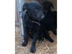 Adopt Jill a Black Flat-Coated Retriever / Labrador Retriever / Mixed dog in