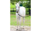 Adopt Grey Goose a White Paso Fino horse in Nicholasville, KY (39438044)