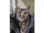 Adopt Delta a Brown Tabby Domestic Shorthair (short coat) cat in Buffalo