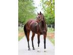 Adopt Bold Ocean a Bay Thoroughbred horse in Nicholasville, KY (40051367)