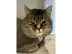 Adopt Oliver a Gray, Blue or Silver Tabby Domestic Mediumhair (medium coat) cat