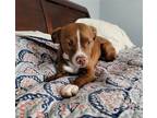 Adopt Zelda Zee SS D2024 in RI a Brown/Chocolate - with White Boston Terrier /
