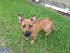 Adopt Hayden a Labrador Retriever / Mixed Breed (Medium) dog in Ridgeland