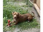 Adopt Jane a Brown/Chocolate - with White Pit Bull Terrier / Mixed dog in
