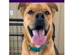 Adopt Logan a Tricolor (Tan/Brown & Black & White) Black Mouth Cur / Boxer /