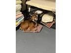 Adopt Earl a Tricolor (Tan/Brown & Black & White) Miniature Pinscher / Rat