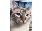 Adopt Tiptoe a Ragdoll / Mixed (short coat) cat in New Braunfels, TX (40506072)