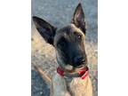 Adopt MC Elise>Elsa a Belgian Malinois / Mixed dog in Wharton, TX (40386401)