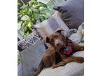 Adopt Spirit a Labrador Retriever / Mixed Breed (Medium) dog in Summerville