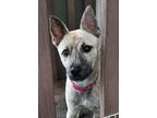 Adopt Holly a White Dutch Shepherd / Cattle Dog dog in Monroe, NC (40120893)