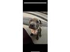 Adopt Willy Wonka a Brindle - with White Pit Bull Terrier / Mixed Breed (Medium)