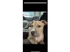 Adopt Chalie a Tan/Yellow/Fawn Pit Bull Terrier / Mixed Breed (Medium) / Mixed
