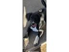 Adopt Bronx a Black - with White Retriever (Unknown Type) / Mixed Breed (Medium)