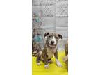 Adopt Eddie a Brindle - with White Pit Bull Terrier / Mixed Breed (Medium) /
