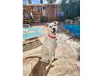 Adopt Frankie a White Labrador Retriever / Doberman Pinscher / Mixed dog in Las