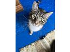 Adopt Sierra a Tiger Striped American Shorthair (short coat) cat in Eureka