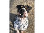 Adopt Ty a Tricolor (Tan/Brown & Black & White) Pit Bull Terrier / Mixed dog in