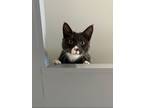 Adopt Aladdin a Black & White or Tuxedo Domestic Shorthair (short coat) cat in