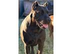 Adopt Lilith a Black Pit Bull Terrier / Mixed Breed (Large) / Mixed dog in