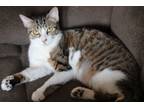 Adopt Jerry a Brown Tabby Domestic Shorthair (short coat) cat in Richmond
