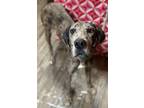 Adopt Cinnabun a Merle Great Dane / Mixed dog in Freehold, NJ (40811641)