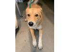 Adopt Jason Orange Julius 57818 a Tan/Yellow/Fawn - with White Collie /