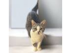 Adopt Sara a Gray, Blue or Silver Tabby Domestic Mediumhair / Mixed cat in