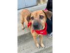 Adopt Olivia a Tan/Yellow/Fawn Boxer / Shepherd (Unknown Type) / Mixed dog in