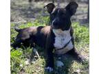 Adopt Pancakes a Black - with White Boston Terrier / Corgi / Mixed dog in