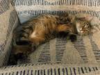 Adopt Miss Kitty a Gray, Blue or Silver Tabby Domestic Shorthair (short coat)