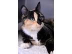 Adopt Nadia a Calico or Dilute Calico Calico (medium coat) cat in Fort