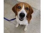 Adopt Fletch a Beagle / Mixed dog in League City, TX (40811309)