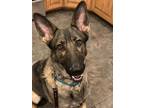 Adopt Brena a Black - with Tan, Yellow or Fawn German Shepherd Dog / Mixed dog