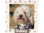 Adopt Oakley a Poodle (Miniature) / Mixed dog in Littleton, CO (40810873)
