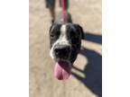Adopt ALLIE a Black - with White Boxer / Mixed dog in Eagle, ID (40810854)