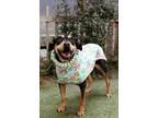 Adopt PJ Harvey a Black - with Brown, Red, Golden, Orange or Chestnut Rottweiler
