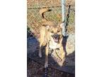 Adopt Baby a Mixed Breed (Medium) / Mixed dog in Shelburne, VT (40810640)