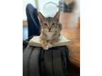 Adopt Socks a Brown Tabby Domestic Shorthair / Mixed (short coat) cat in