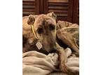 Adopt Dyson a Brindle Greyhound / Mixed dog in Cedar Park, TX (40810240)