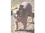 Adopt Alma *Hospice a Pit Bull Terrier / Mixed Breed (Medium) dog in Huntington