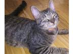Adopt Albert a Brown Tabby Domestic Shorthair (short coat) cat in Morganton