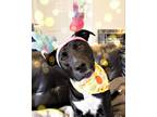 Adopt Bentley a Black Labrador Retriever / Terrier (Unknown Type