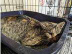 Adopt Paprika a Brown Tabby American Shorthair (short coat) cat in Reeds Spring
