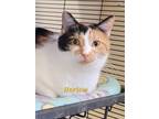 Adopt Harlow a Domestic Shorthair / Mixed (short coat) cat in Cedar Rapids