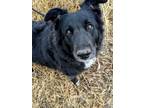 Adopt Bess a Black - with White Border Collie / Mixed Breed (Medium) / Mixed dog