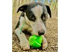 Adopt Logan a White - with Black American Staffordshire Terrier / Border Collie