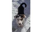 Adopt Diddy a Black - with White German Shepherd Dog / Mixed dog in Freehold
