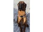 Adopt Oscar a Brown/Chocolate Rhodesian Ridgeback / Mixed dog in Barre