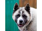 Adopt Bella a White - with Tan, Yellow or Fawn Akita / Mixed dog in Toms River